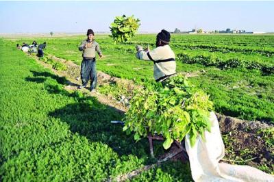 اشتغال‌زایی ۵۷۳ نفر در بخش کشاورزی در یزد هم‌زمان با هفته دولت