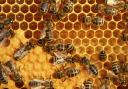 شهد شیرین اقتصاد مقاومتی با پرورش زنبور عسل/ پرورش زنبور عسل، شغلی پردرآمد برای جوانان است