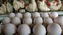 قیمت تخم مرغ برای مصرف کننده 11هزار تومان تعیین شد/ قیمت مرغ و شیر در انتظار تصمیم تنظیم بازار کشور