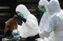 شناسایی ۹کانون آنفولانزای مرغی در واحد‌‌های تولید جوجه رنگی غیرمجاز در یزد