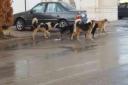 سگ‌های ولگرد از شهرهای اطراف در یزد رها می‌شوند/ لزوم اطلاع‌رسانی در مورد خطرات حیوان گزیدگی