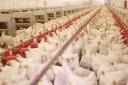 مرغ ارگانیک در یزد تولید نمی شود/ اشباع صنعت مرغداری در استان