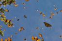 شرایط مساعد آب و هوا، عامل وجود پروانه‌ها/ شهروندان یزدی نگران نباشند