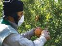 درآمد 448 میلیارد ریالی استان از محصولات باغی