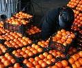 ذخیره‌سازی 1200 تن میوه برای شب عید استان/ توزیع نامناسب؛ چالش یزدی‌ها در فروش میوه‌های شب عید