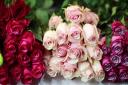 تولید سالانه 750 هزار شاخه گل رز هلندی در یزد، به همت کارآفرین یزدی
