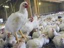 کاهش ۴۰ درصدی تولید مرغ گوشتی در یزد با شیوع کرونا