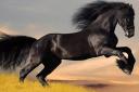 جشنواره بین المللی زیبایی اسب بر اثر کرونا لغو شد