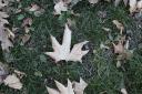 تصاویری از جلوه گری پاییز در پارک قدیمی هفتم تیر یزد