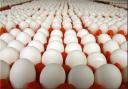 ۱۱۶ تن تخم مرغ وارد کشور شد