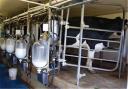 کاهش 20 هزار تنی تولید شیر در استان یزد/ گاوهای شیری که سلاخی می‌شوند