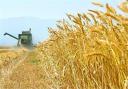 تولید گندم در یزد 10 درصد افزایش یافت/ پیش بینی برداشت 45 هزار تن گندم در استان
