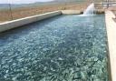 پرورش بیش از ۶۰۰ تن ماهی سردآبی و گرمابی در استان یزد/ پرورش ماهیان خاویاری در دل کویر