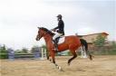 نخستین همایش سراسری اسب‌های بومی فلات ایران در يزد برگزار شد