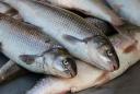 سرانه مصرف ماهی در استان به 9 کیلوگرم رسید