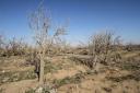 کاهش بارندگی تولید محصولات باغی یزد را ۲۶هزار تن کاهش داد/ بحران خشکسالی در انتظار روستاهای استان یزد