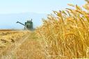 خرید 20 هزار تُن گندم مازاد بر مصرف کشاورزان/ کاهش هزار هکتاری سطح زیر کشت گندم در استان یزد