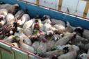 کشف 130 راس گوسفند قاچاق در شهرستان تفت