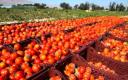 افزایش 60 درصدی قیمت گوجه/ جزییات کشف گوجه احتکار شده در یزد