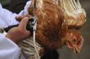 خرید و فروش مرغ گوشتی زنده در میبد ممنوع شد