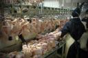 ظرفیت کشتار 50 هزار قطعه مرغ در کشتارگاه شرکت تعاونی مرغداران یزد