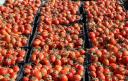 کاهش 30 درصدی قیمت گوجه در بازار/ روند کاهش قیمت میوه ادامه دارد