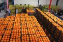میوه‌های تنظیم بازار بی‌کیفیت مرجوع می‌شود