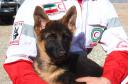 همایش تخصصی سگ‌های جست‌و‌جو با حضور 10 کشور خارجی در یزد