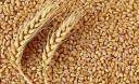 خرید 3هزار تن گندم از کشاورزان یزدی/ کاهش 50 درصدی خرید گندم در یزد