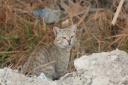 ثبت گربه وحشی در پناهگاه شیرکوه یزد برای نخستین بار