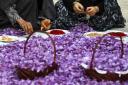افزایش 20 درصدی کشت زعفران در مهریز یزد