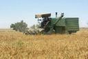 بیش از ۱۲ هزار تن گندم کشاورزان یزد خریداری می‌شود