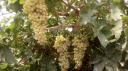 کاهش 30 درصدی برداشت انگور در استان یزد