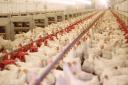 عدم تمایل مرغداران یزدی به جوجه‌ریزی به دلیل افزایش قیمت خوراک طیور
