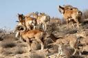 خطر انقراض 12 گونه جانوری در یزد/ زندان؛ تنبیهی کارساز برای شکارچیان غیر مجاز است
