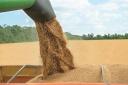 ۸۶درصد از مطالبات گندم‌کاران یزدی پرداخت شد/ کاهش ۵۰ درصدی خرید گندم از کشاورزان