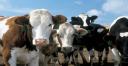 واردات 7 میلیون دلار «گاو» زنده در دوران مازاد گوشت/ این گاوها از کجا آمده‌اند؟