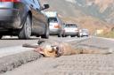 تلف شدن ۴۰ راس حیوان وحشی در تصادفات جاده‎ای مهریز