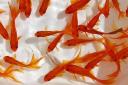 واردات بیش از 28میلیارد ماهی زینتی به کشور در سال جاری!