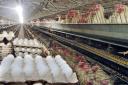 انهدام ۴۵هزار مرغ تخمگذار در مهریز