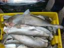 ۴۰۰ کیلوگرم ماهی حرام در مهریز کشف شد