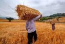 پیش بینی خریدتضمینی 3 هزار تن گندم از کشاورزان یزدی/ خشکسالی تولید گندم را کاهش داده است
