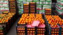 توزیع قریب ۳۵۰ تن میوه تنظیم بازار در سطح استان یزد