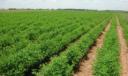 صادرات ۱۲ هزار تن محصولات کشاورزی استان یزد به خارج از کشور