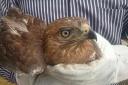 نجات عقاب توسط دوستدار محیط زیست در بافق