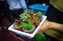 نمایشگاه گل و گیاه در یزد به روایت تصویر