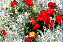 جلوه‌گری گل‌های بهاری در یزد به روایت تصویر
