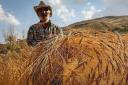 نرخ خرید تضمینی گندم از قیمت نهاده دامی کمتر است/ کشاورز یزدی توان و رغبتی برای کشت گندم ندارد