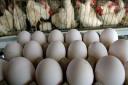 فعالیت سالن‌های مرغ تخمگذار یزد با ۴۰ درصد ظرفیت/ تولید تخم‌مرغ با نرخ مصوب ممکن نیست