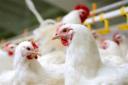 قیمت فعلی مرغ در استان تا چندین ماه ادامه خواهد داشت/ مسئولان جهاد کشاورزی راه‌حلی ندارند
